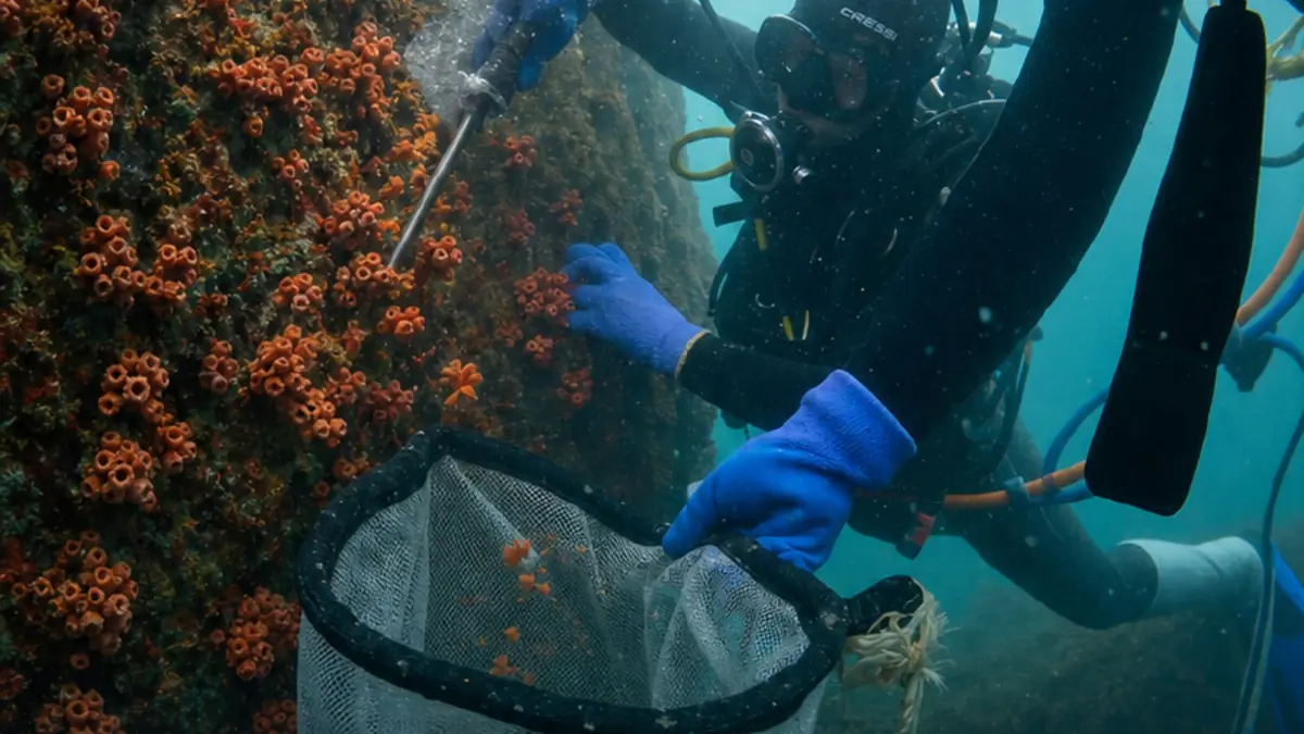 Operação subaquática de manejo controlado de Coral-Sol